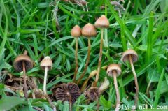 一项新的研究发现，“迷幻”蘑菇可以治疗抑郁症