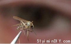 多市今年首次发现带有西尼罗病毒毒蚊(图)