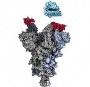 卑大研究揭露新冠病毒弱点(图)