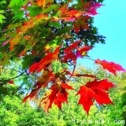 加东今秋乾燥和暖 赏枫最好时机(图)