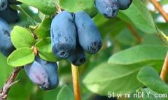 加拿大的长寿浆果秒杀蓝莓！很多人还不认识