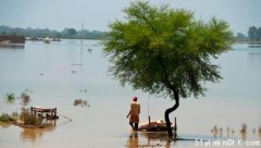 巴基斯坦火烧眉毛:洪灾或致超百亿美元损失