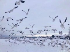 病毒再凶也要去的大温滑雪度假屋​！还自带露天温泉