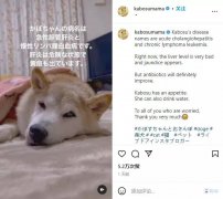 全球最著名的柴犬病了:是表情包,也是币圈大佬