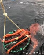 巨型八爪鱼现身温哥华岛 影片网上热播(图)