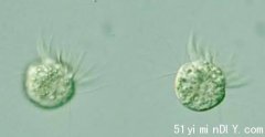 首次发现！科学家找到“专吃病毒”的生物