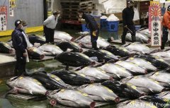 日本东京丰洲市场新年首度拍卖吞拿鱼王。转帖