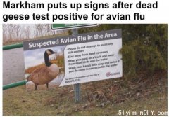禽流感蔓延，万锦发现感染死鹅，华竖立警示牌提醒市民远离！