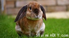 低陆平原野兔量上升 兔子救援协会吁领养代替购买(图)