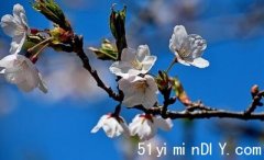 【提提你】【一年一会】海柏公园樱花最快在4月底盛开(图)