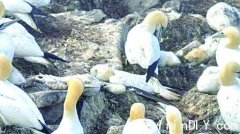 密市发现雀鸟染禽流感死亡 奥沙华宠物狗死 检测染禽流(组图)