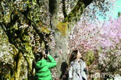 樱花绽放(图)