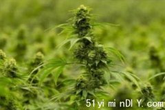 密市市议会考虑解除开设大麻店禁令(图)