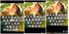 事实查核：大熊猫乐乐生前在美国遭砍伤、挖眼？