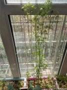 年轻夫妻靠抠门落户北京：一根香菜吃5个月