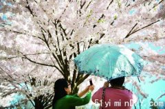 海柏公园樱花提早月底绽放(组图)
