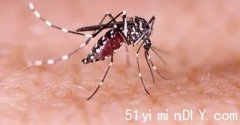 美国十大蚊子滋生城市 最猖獗是这 一物气味可驱蚊