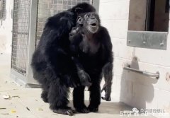 猩猩被关29年 重获自由初见天空 表情看哭网友