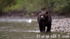 卑诗东北部植树员遭熊袭击  保育官员调查(图)