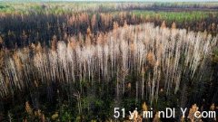今年加拿大山火烧毁土地创纪录 达1,000万公顷(图)