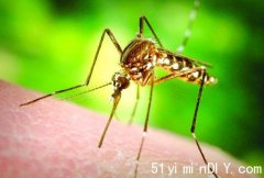 士嘉堡蚊窦发现 西尼罗病毒蚊(图)