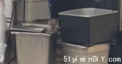 老鼠被拍到在Tim Hortons备餐区「散步」 总公司道歉(图)