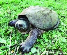 150岁高龄独眼鳄龟哈利伯高地发现遗骸(图)
