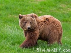 防熊袭击 高贵林3公园禁带食物(图)