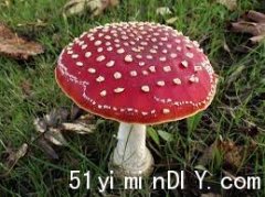 卑诗省蘑菇盛长 小心有毒「飞木耳」(图)