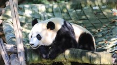 熊猫外交没了？美史密森尼动物园与大熊猫告别